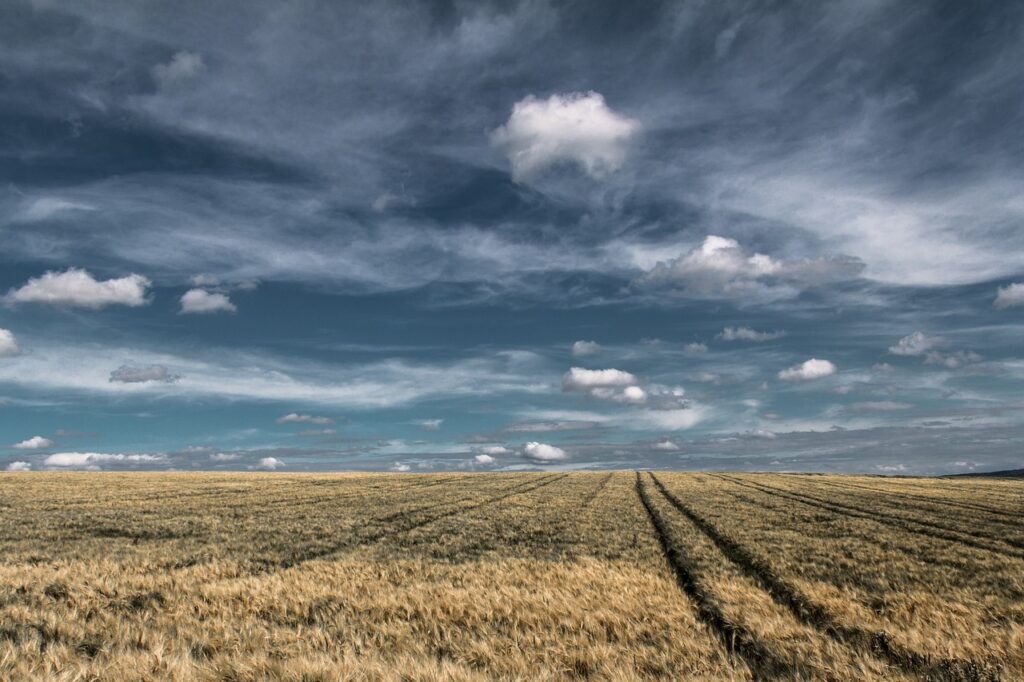 wheat fields, farm, horizon-1853434.jpg
